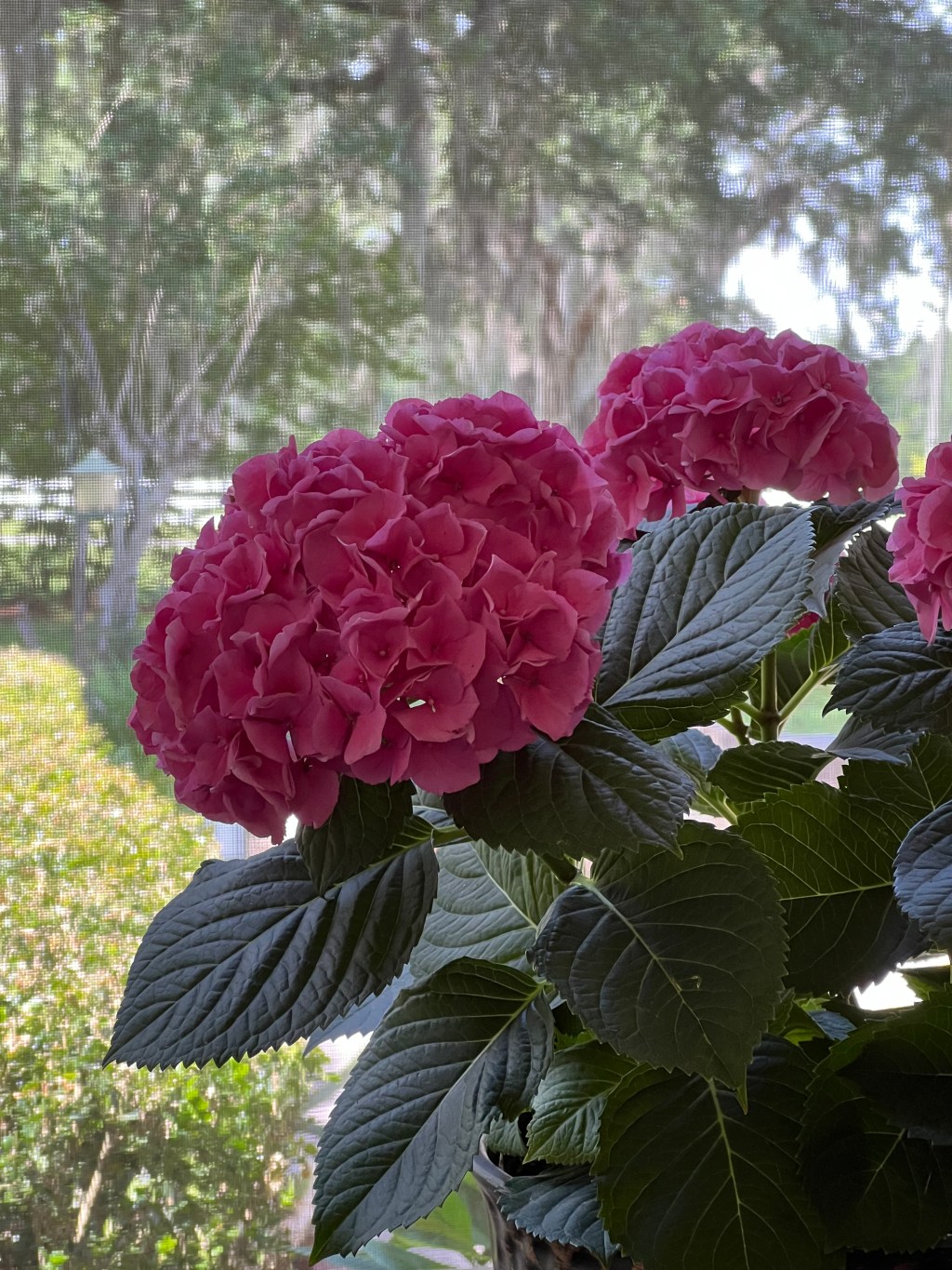 April Showers & May&nbsp;Flowers